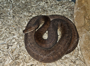 Breeding pair childrens python