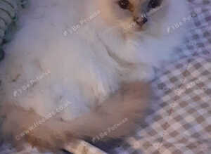Gorgeous Lilac Birman girl