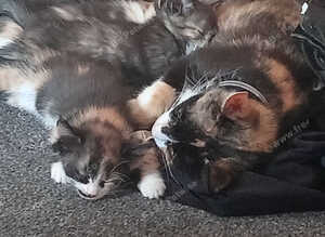 Kittens for sale