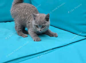 Beautiful British shorthair kittens