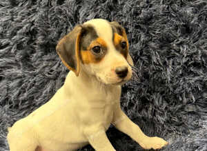 Beautiful jack Russell/Beagle pups waiting for their forever homes