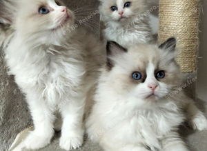 Fluffy