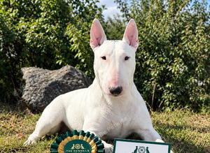 KC Bull terrier