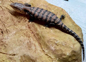Blue Tongue Skink Babies