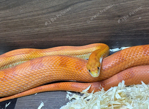 Amel cornsnake