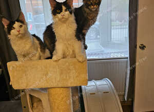 Gorgeous GCCF Registered Maine Coon Boys