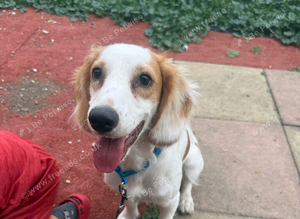 9 month cocker spaniel boy