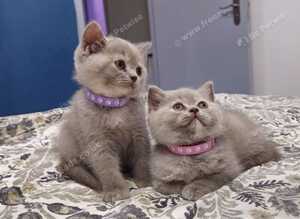 British short hair kittens. Ready to go