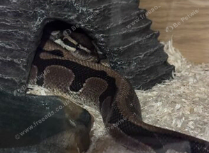 Male ball python