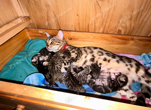 1 girl Mix Bengal kittens left
