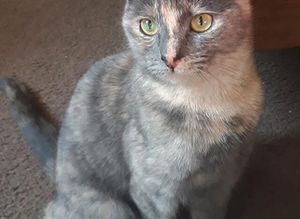 Help me find my missing cat