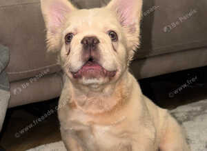 Fluffy Frenchie Cream HEALTH CLEAR
