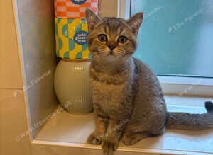 Pedigree British Shorthair
