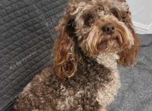 Cockapoo stud chocolate merle