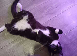 British shorthair tuxedo Tom cat