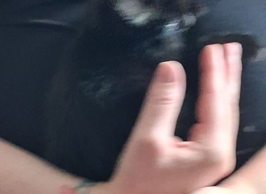 Pure black kittens