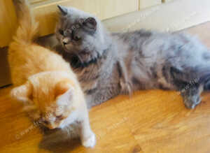 Stunning litter of Ginger Main coon kittens ready now
