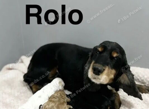 Beautiful cockapoo girls and boys available