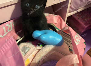 Kittens