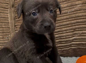 Charcoal, Blue-Eyed Staffy Cross Puppy | &pound;650