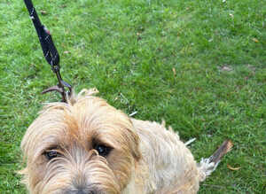 Wheaten Terrier Boy