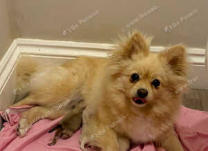 Pomeranian puppies