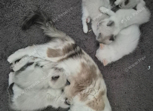 Bi-Colour Ragdoll's