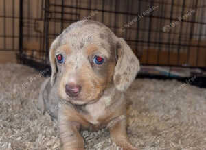 Beautiful Dashund