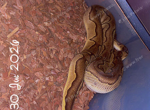 Blackhead enchi clown