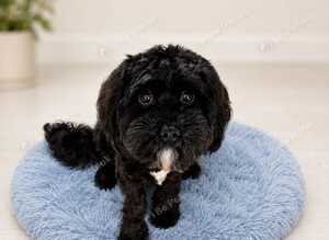 Beautiful 17-Month Male Cavapoo