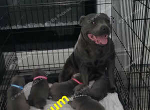 Kc Beautifull Blue Staff Puppies For Sale