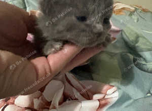 British Shorthair X