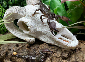 Emperor Scorpions at Birmingham Reptiles