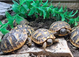 Home Hatched Baby Hermanns Tortoises for Sale