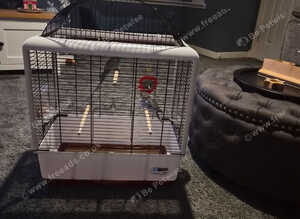 2 budgies and cage for sale