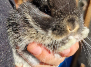 Mini lop babies