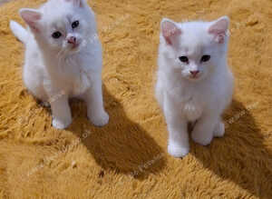Gorgeous Kittens for sale