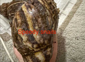 Archachatina marginata ovum XXL