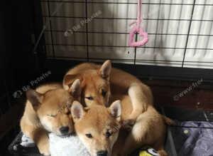 *3 LEFT* All Gorgeous kC Shiba Girls!