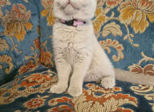 Ready to leave British Shorthair Kittens