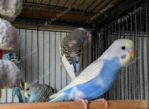 Stunning budgies