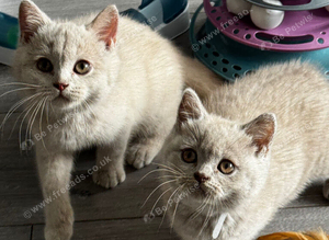 Stunning Lilac & Fawn Kittens - Tica Registered