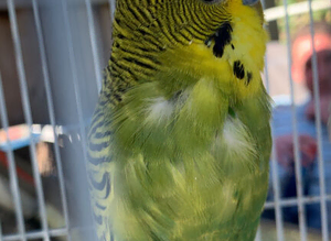 Missing green budgie
