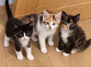 Ready now! 3 kittens for sale.
