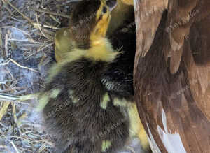 Muscovey Ducklings