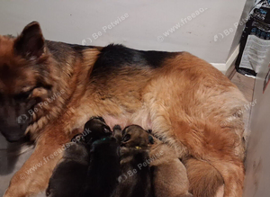Full blooded German Shepherd puppies.
