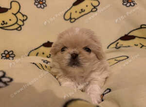 Beautiful Pekingese puppy's