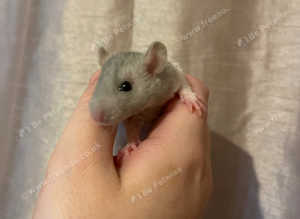 Rat babys looking for forever homes