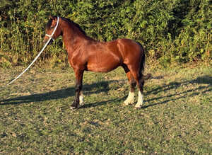 Stunning yearling colt