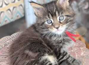 Chunky Loveable Maine Coon